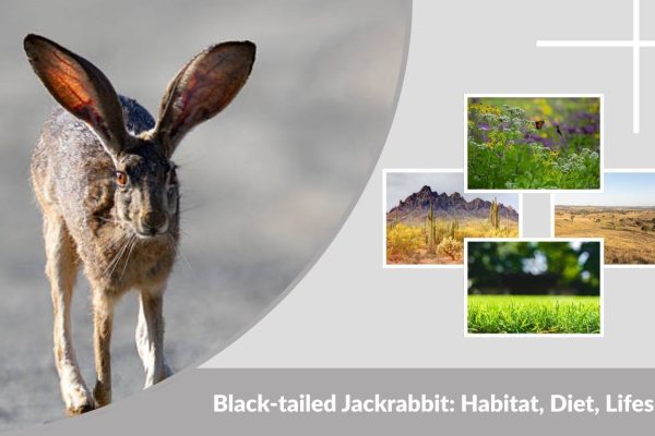 Black-tailed Jackrabbit: Habitat, Diet, Lifespan, and Facts