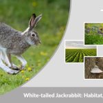 White-tailed Jackrabbit: Habitat, Diet, Lifespan, and Facts