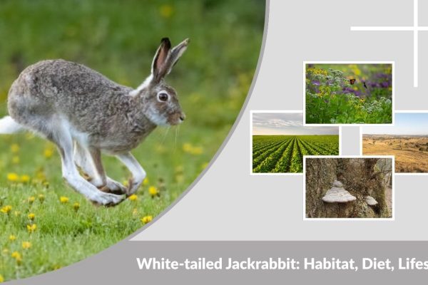 White-tailed Jackrabbit: Habitat, Diet, Lifespan, and Facts