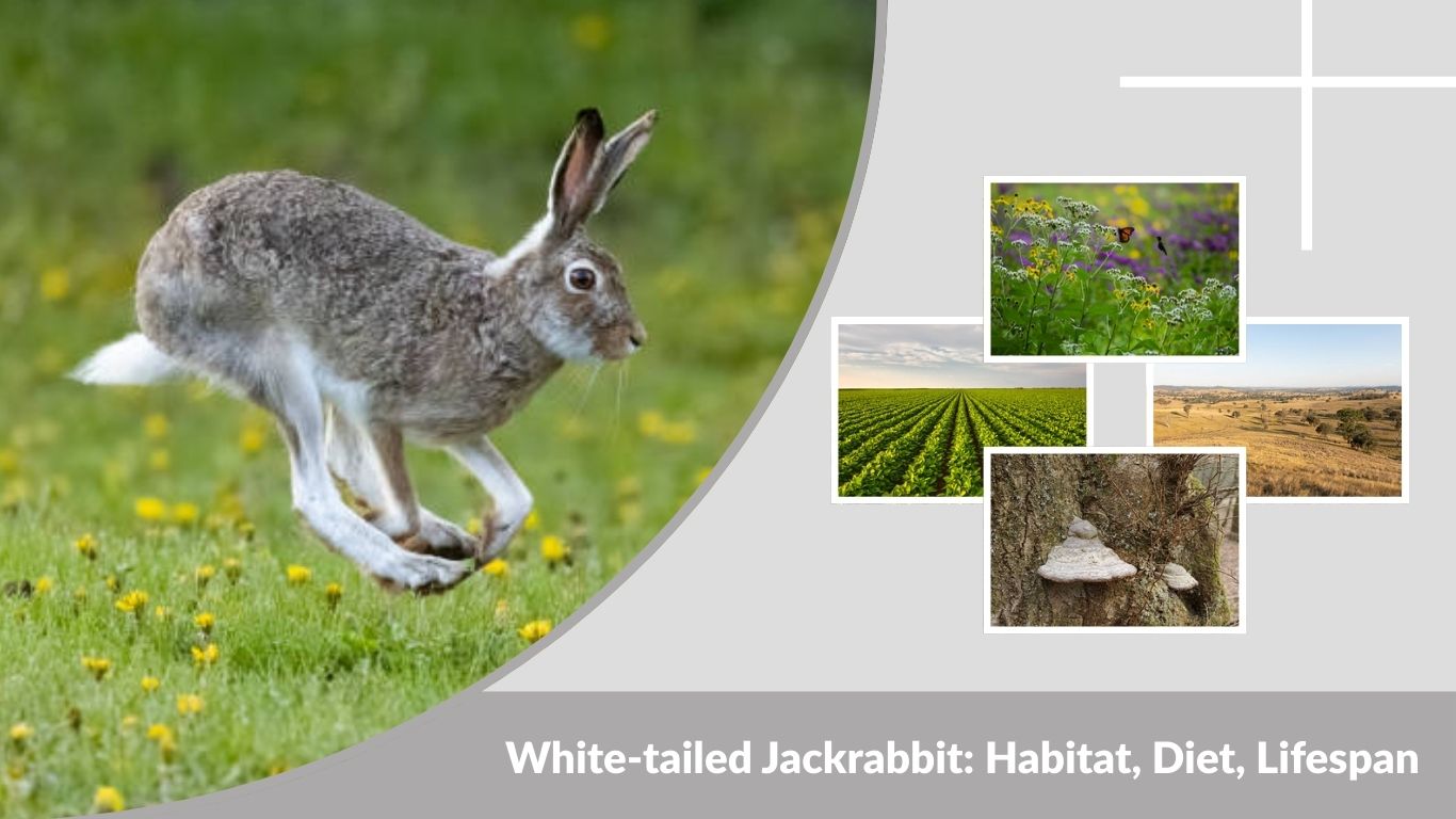 White-tailed Jackrabbit: Habitat, Diet, Lifespan, and Facts