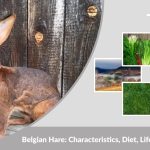 Belgian Hare: Characteristics, Diet, Lifespan, and Facts