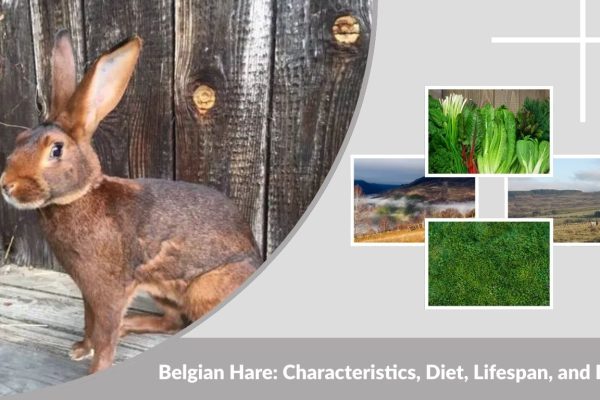 Belgian Hare: Characteristics, Diet, Lifespan, and Facts