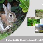 Dutch Rabbit: Characteristics, Diet, Lifespan, and Facts