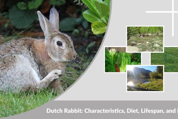 Dutch Rabbit: Characteristics, Diet, Lifespan, and Facts