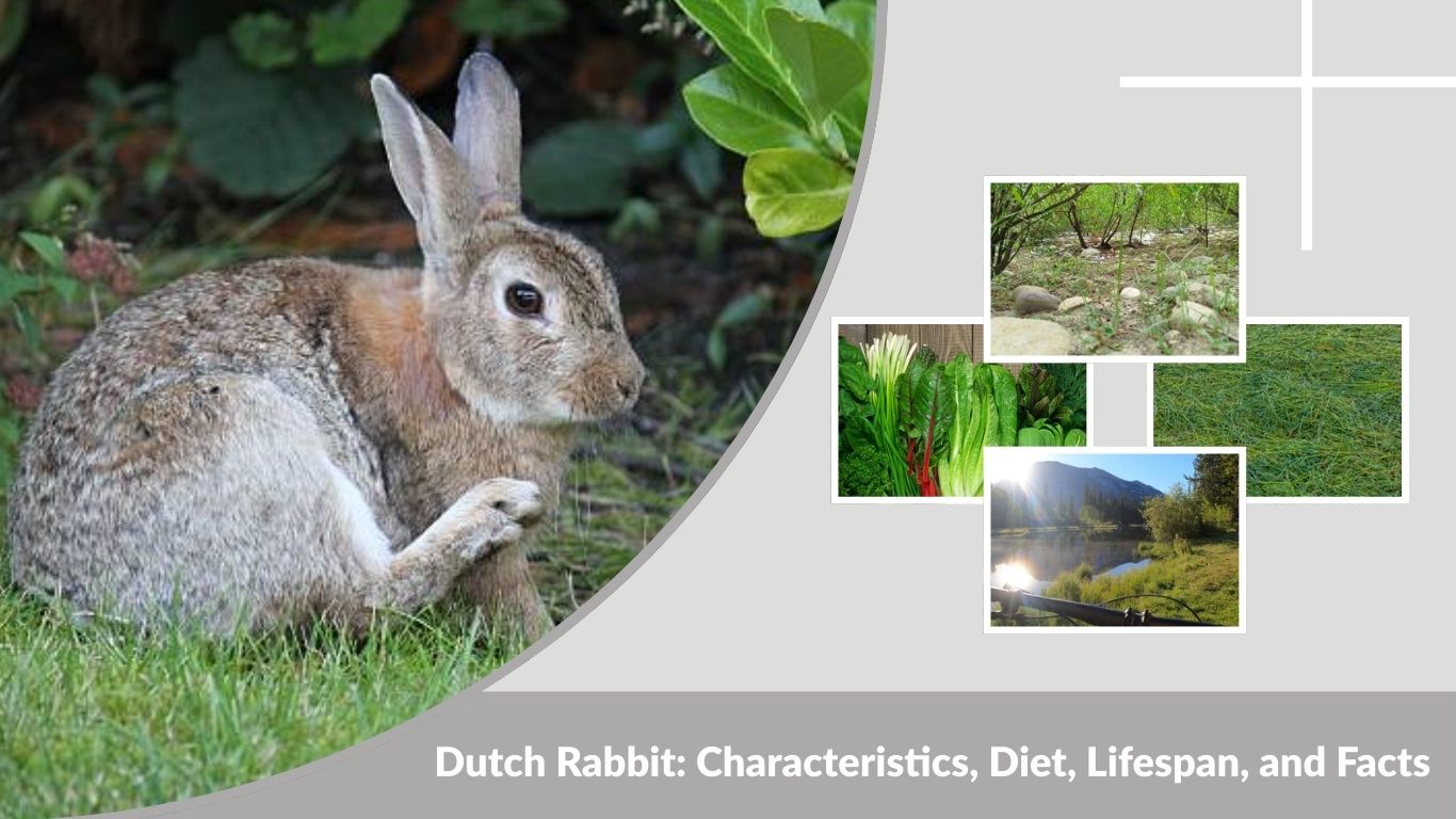 Dutch Rabbit: Characteristics, Diet, Lifespan, and Facts