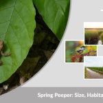 Spring Peeper: Size, Habitat, Diet & Lifecycle Guide