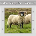 Scottish Blackface Sheep: Facts, Characteristics, Diet & Farming