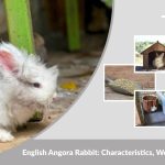 English Angora Rabbit: Characteristics, Wool, Diet, Lifespan, and Care