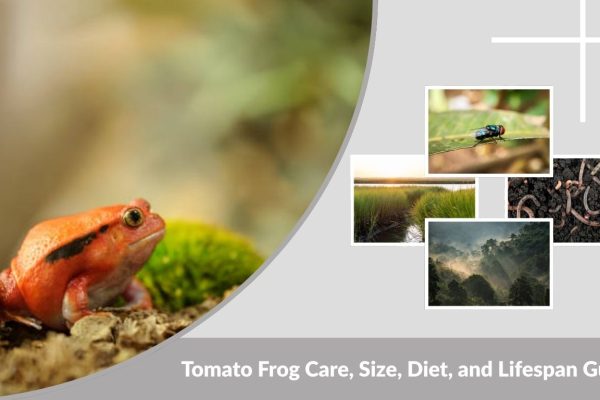 Tomato Frog Care, Size, Diet, and Lifespan Guide
