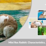 Mini Rex Rabbit: Characteristics, Diet, Lifespan, and Care Guide
