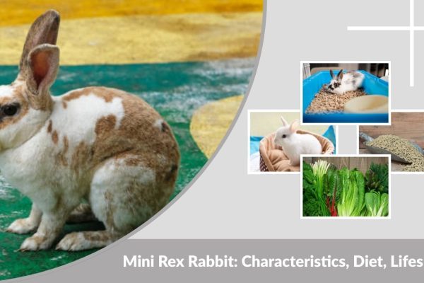 Mini Rex Rabbit: Characteristics, Diet, Lifespan, and Care Guide