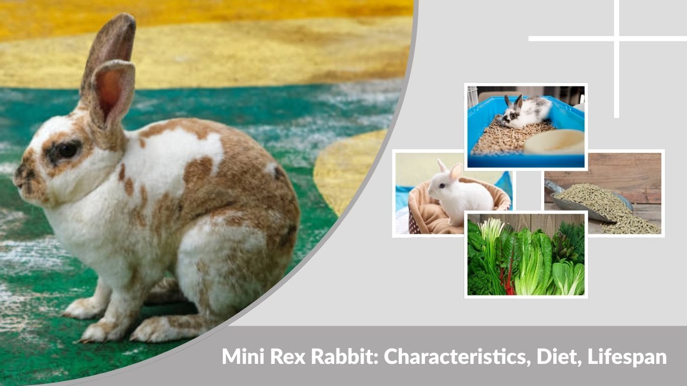 Mini Rex Rabbit: Characteristics, Diet, Lifespan, and Care Guide