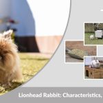 Lionhead Rabbit: Characteristics, Diet, Lifespan, and Care Guide