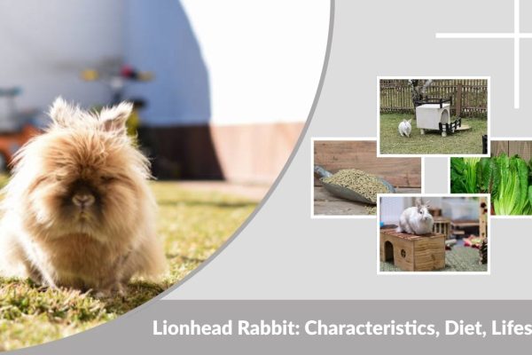 Lionhead Rabbit: Characteristics, Diet, Lifespan, and Care Guide