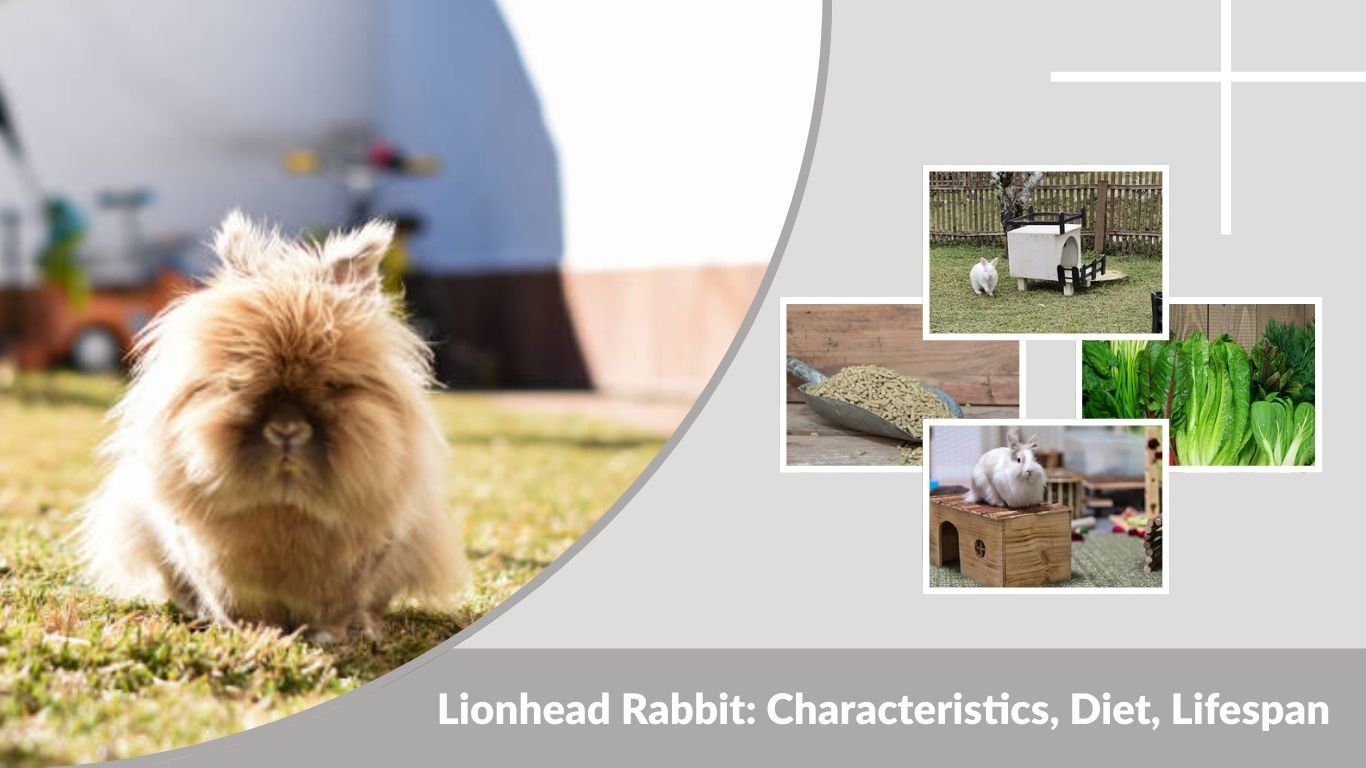 Lionhead Rabbit: Characteristics, Diet, Lifespan, and Care Guide