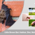 Little Brown Bat: Habitat, Diet, Behavior and Facts