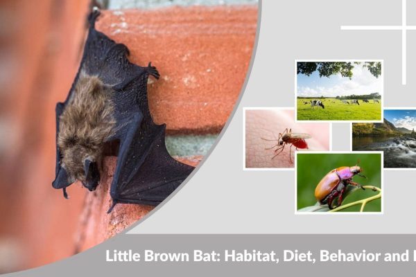 Little Brown Bat: Habitat, Diet, Behavior and Facts
