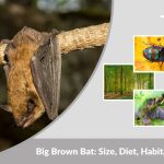 Big Brown Bat: Size, Diet, Habitat, Lifespan and Facts