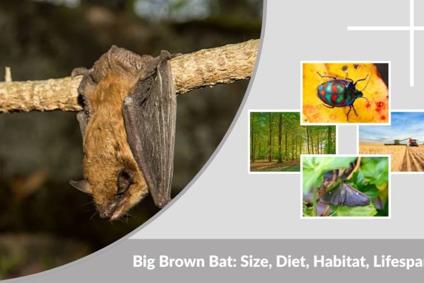 Big Brown Bat: Size, Diet, Habitat, Lifespan and Facts