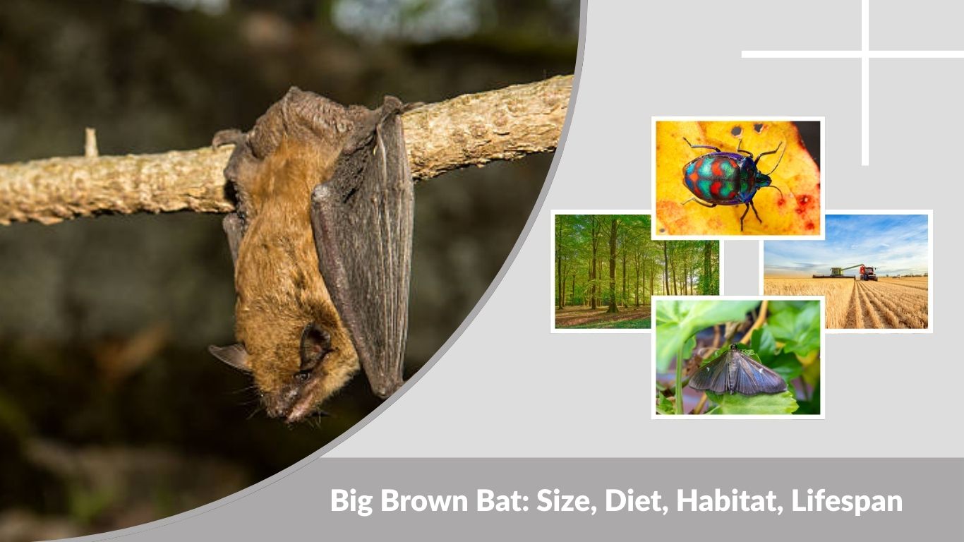 Big Brown Bat: Size, Diet, Habitat, Lifespan and Facts
