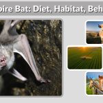 Vampire Bat: Diet, Habitat, Behavior, and Interesting Facts