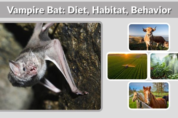 Vampire Bat: Diet, Habitat, Behavior, and Interesting Facts