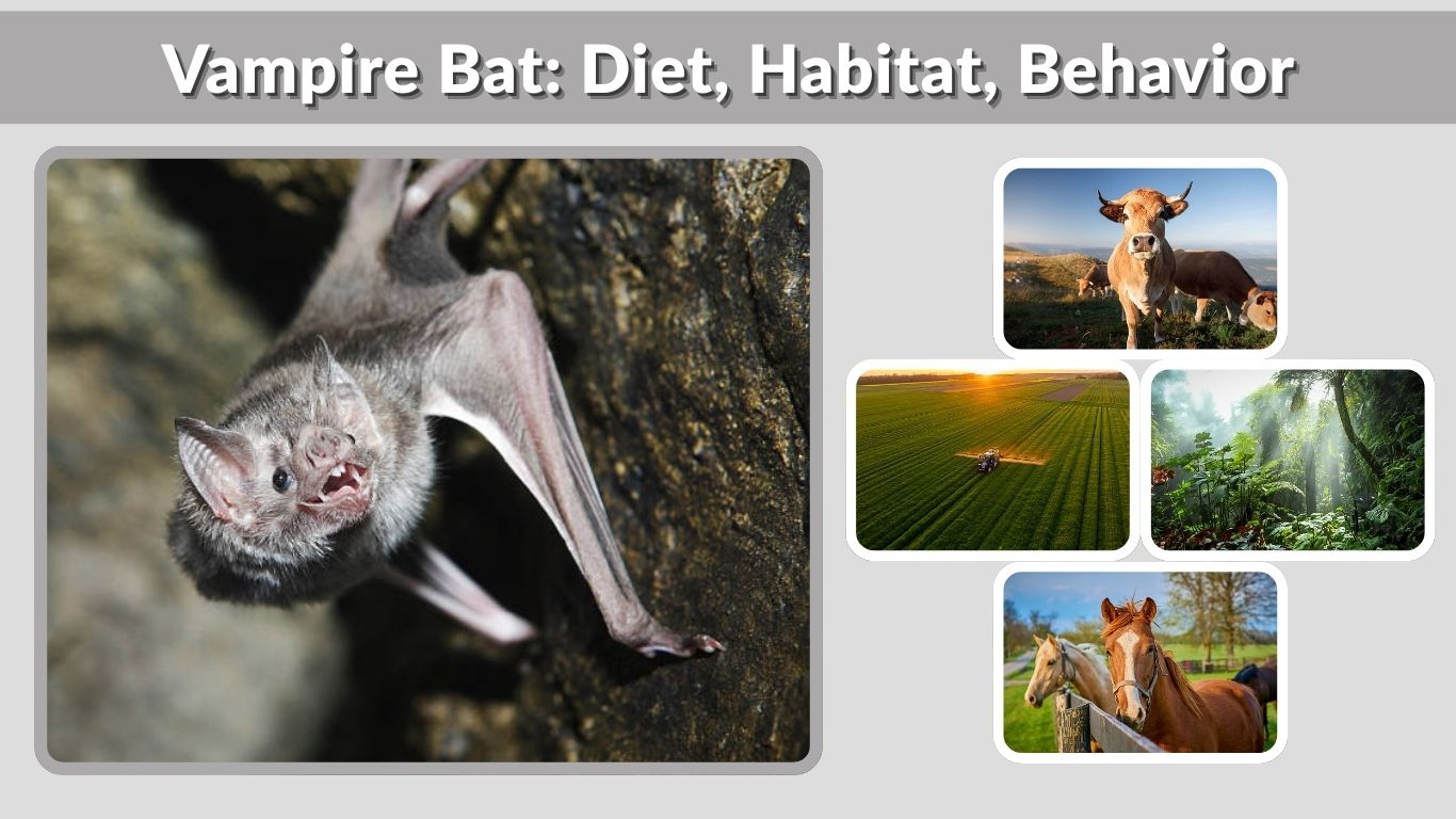 Vampire Bat: Diet, Habitat, Behavior, and Interesting Facts