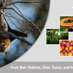 Fruit Bat: Habitat, Diet, Types, and Interesting Facts