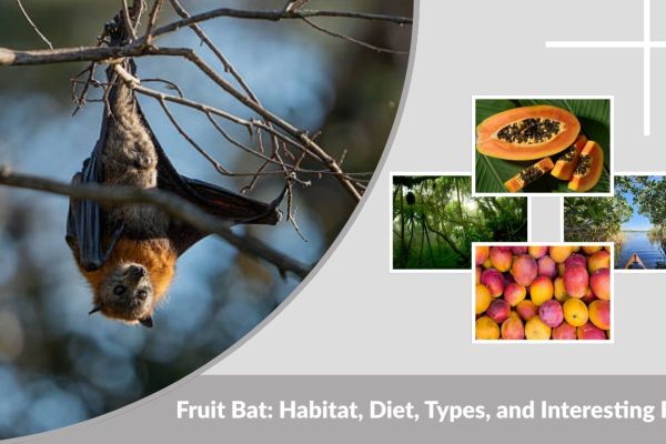 Fruit Bat: Habitat, Diet, Types, and Interesting Facts