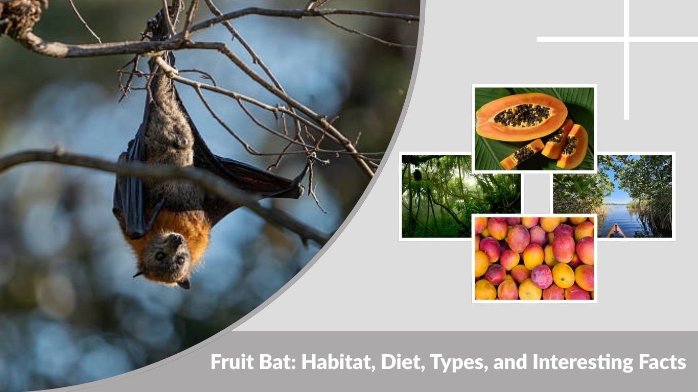 Fruit Bat: Habitat, Diet, Types, and Interesting Facts