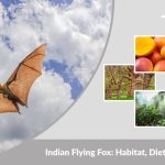 Indian Flying Fox: Habitat, Diet, Lifestyle & Interesting Facts