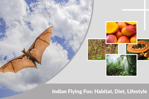 Indian Flying Fox: Habitat, Diet, Lifestyle & Interesting Facts