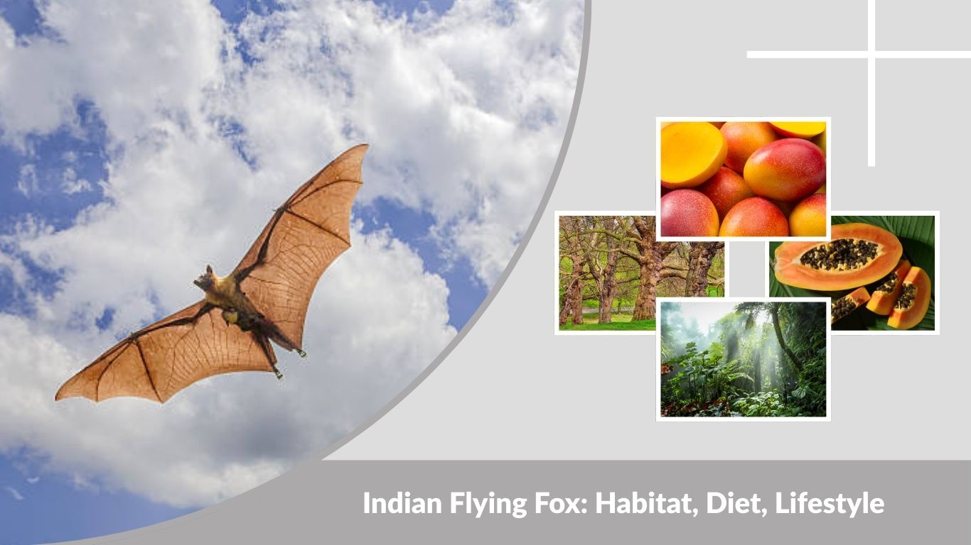 Indian Flying Fox: Habitat, Diet, Lifestyle & Interesting Facts