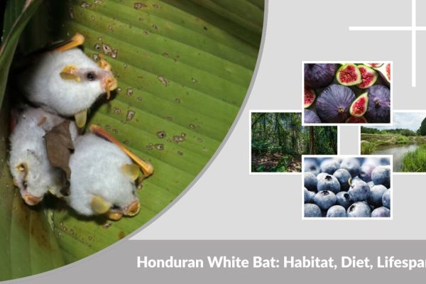 Honduran White Bat: Habitat, Diet, Lifespan, Life Cycle & Facts