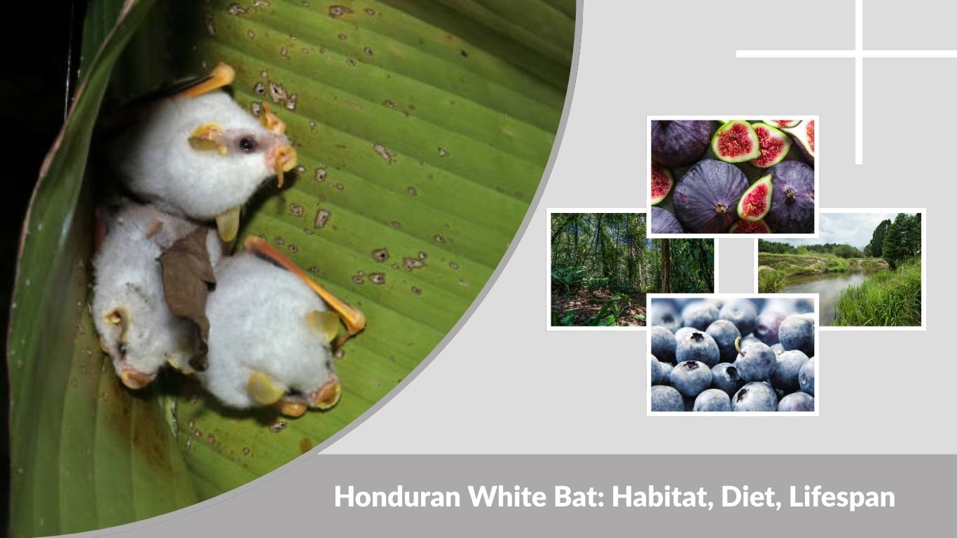 Honduran White Bat: Habitat, Diet, Lifespan, Life Cycle & Facts