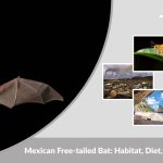 Mexican Free-tailed Bat: Habitat, Diet, Speed, Lifestyle & Facts