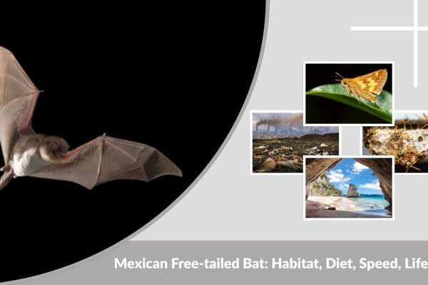 Mexican Free-tailed Bat: Habitat, Diet, Speed, Lifestyle & Facts