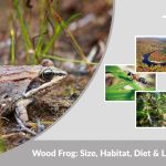 Wood Frog: Size, Habitat, Diet & Lifecycle Guide