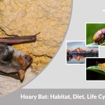 Hoary Bat: Habitat, Diet, Life Cycle, Lifespan & Facts