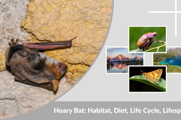 Hoary Bat: Habitat, Diet, Life Cycle, Lifespan & Facts