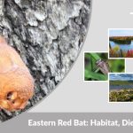 Eastern Red Bat: Habitat, Diet, Lifespan and Fascinating Facts