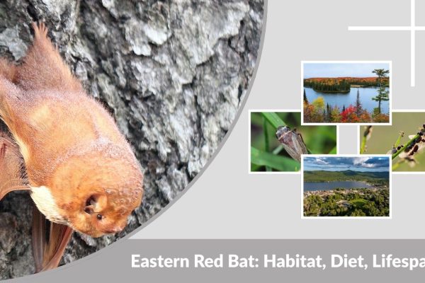 Eastern Red Bat: Habitat, Diet, Lifespan and Fascinating Facts