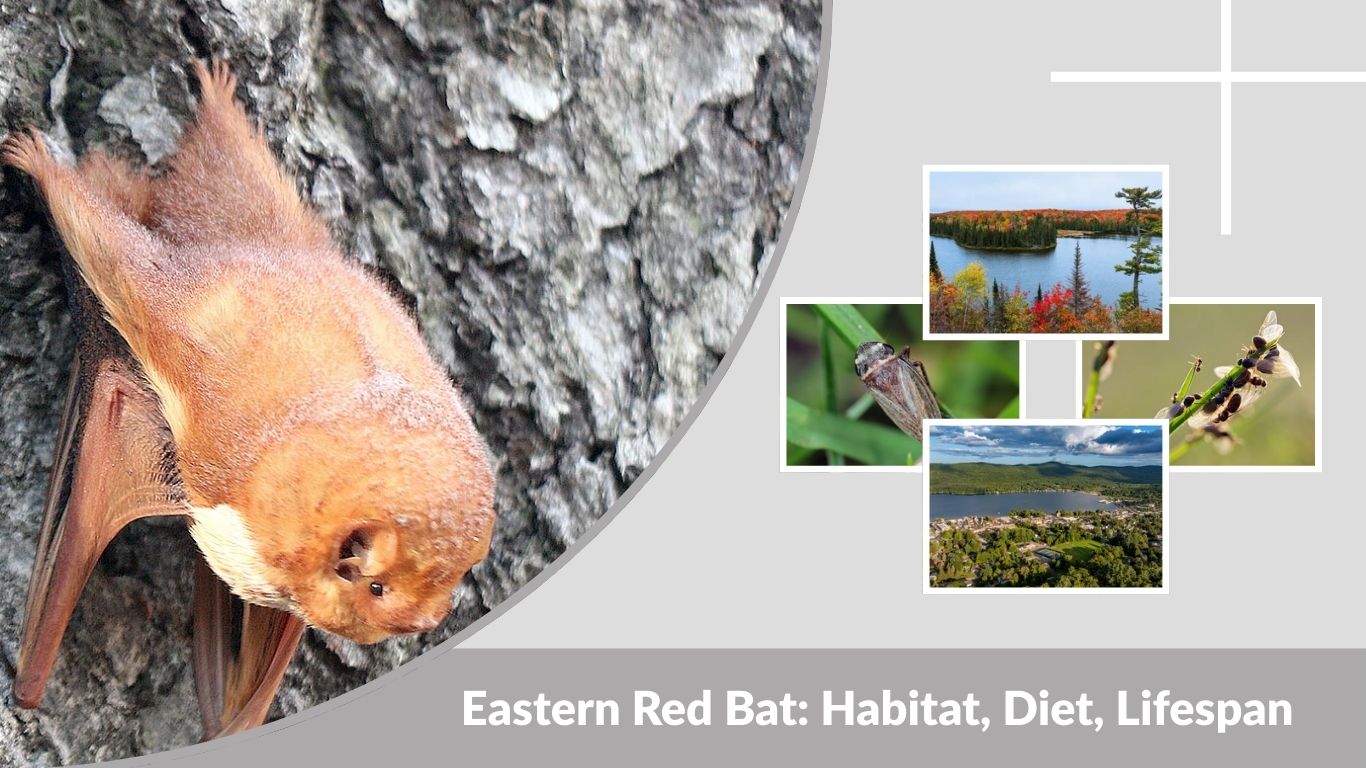 Eastern Red Bat: Habitat, Diet, Lifespan and Fascinating Facts
