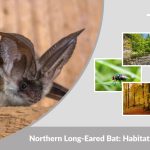 Northern Long-Eared Bat: Habitat, Diet, Lifespan & Key Facts