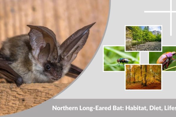 Northern Long-Eared Bat: Habitat, Diet, Lifespan & Key Facts