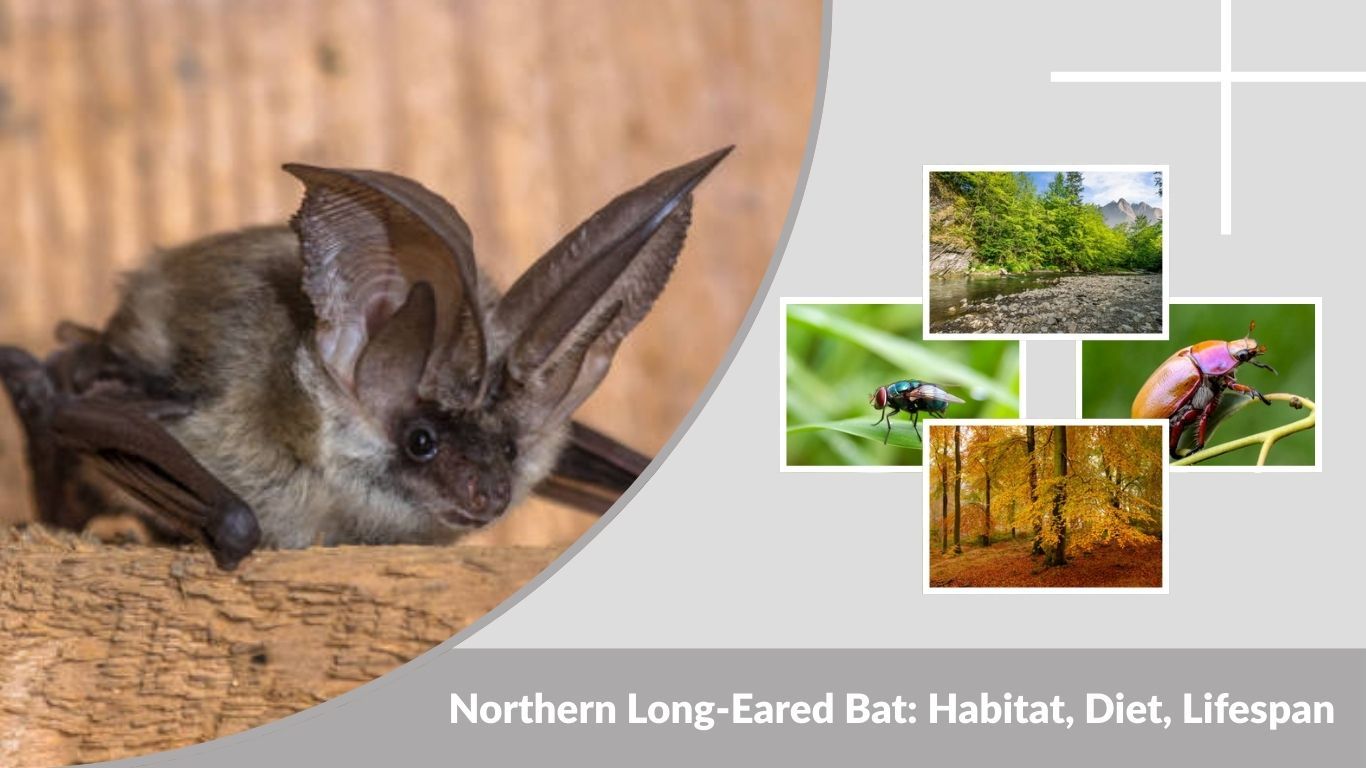 Northern Long-Eared Bat: Habitat, Diet, Lifespan & Key Facts