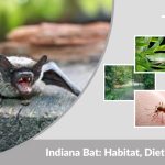Indiana Bat: Habitat, Diet, Lifespan, and Interesting Facts