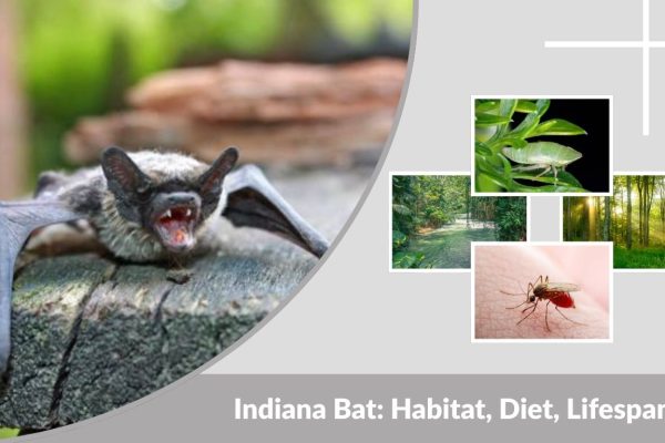 Indiana Bat: Habitat, Diet, Lifespan, and Interesting Facts