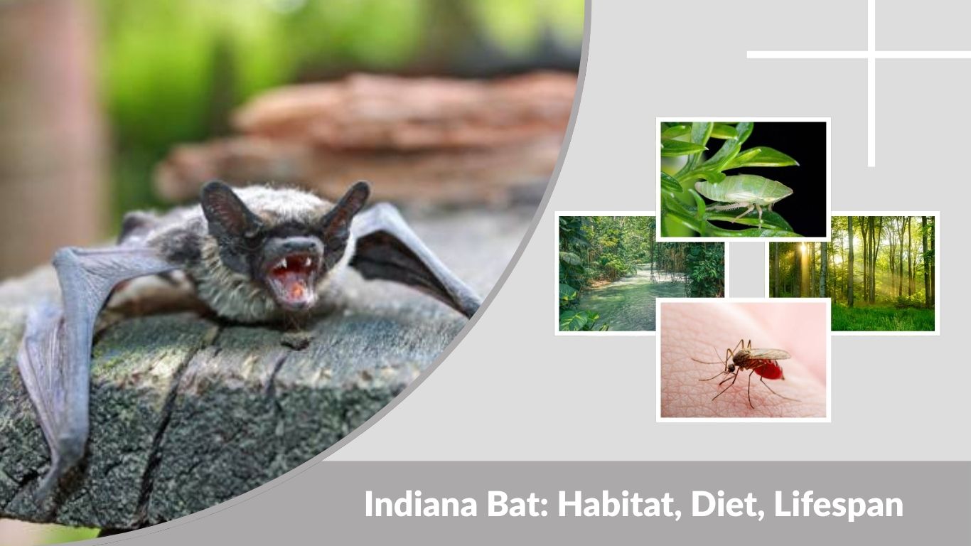 Indiana Bat: Habitat, Diet, Lifespan, and Interesting Facts