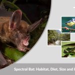 Spectral Bat: Habitat, Diet, Size and Interesting Facts